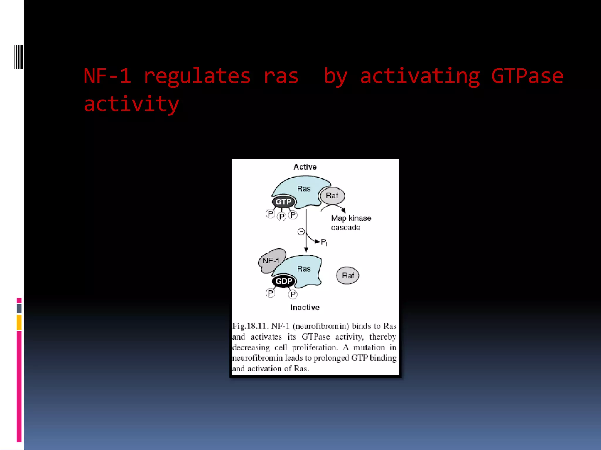 NF-1 regulates ras by activating GTPase
activity
 