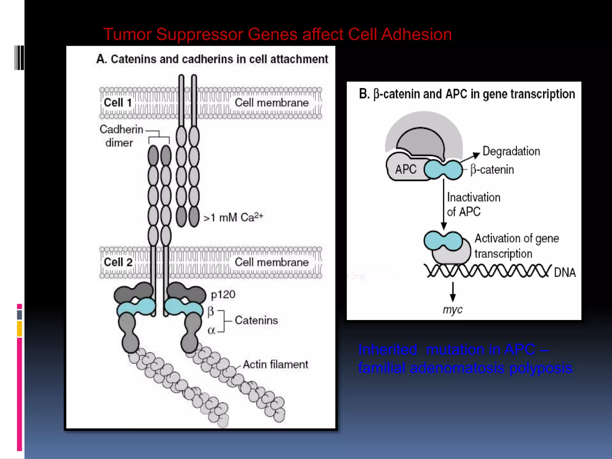 Tumor Suppressor Genes affect Cell Adhesion
Inherited mutation in APC –
familial adenomatosis polyposis
 