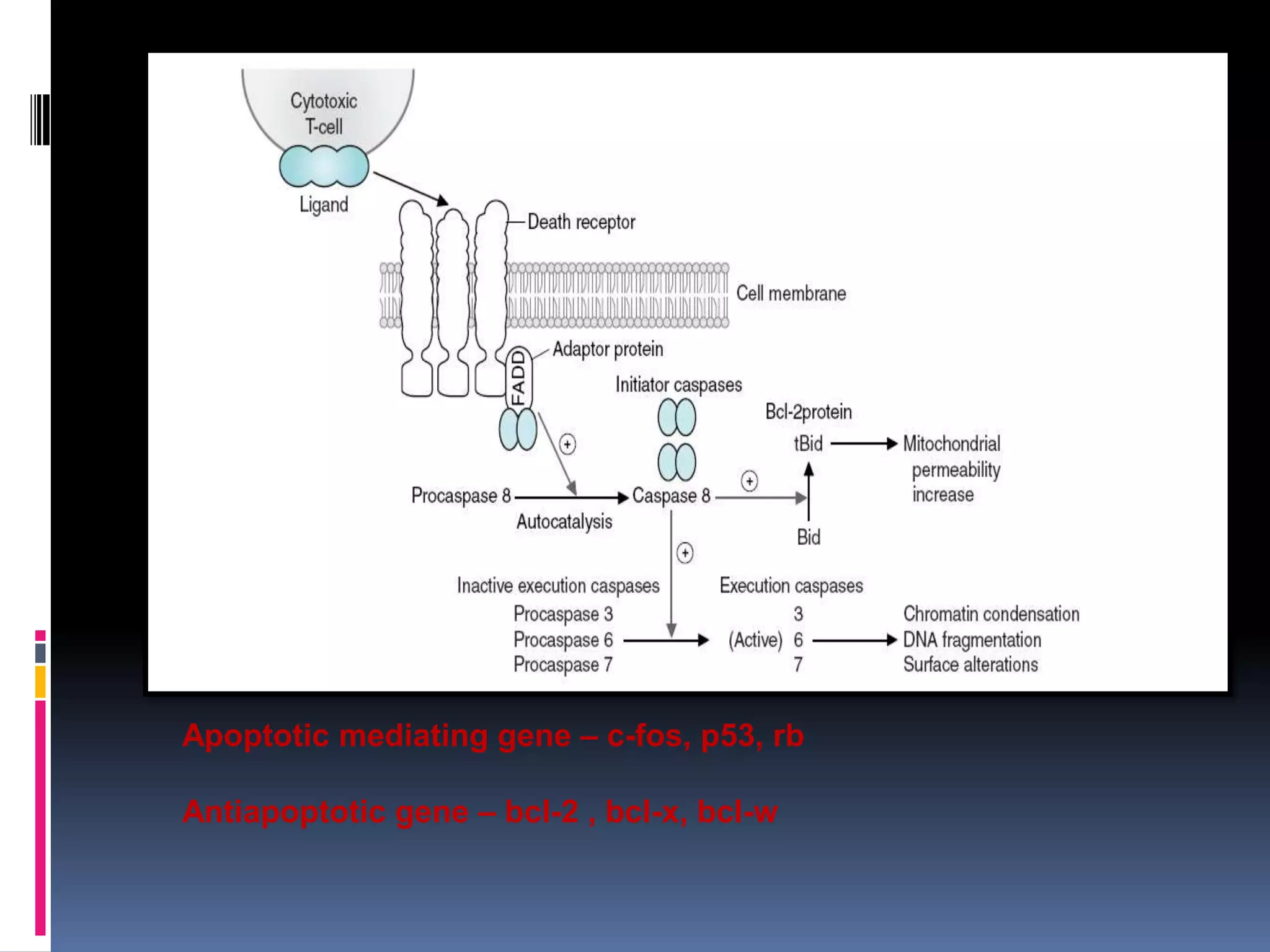 Apoptotic mediating gene – c-fos, p53, rb
Antiapoptotic gene – bcl-2 , bcl-x, bcl-w
 