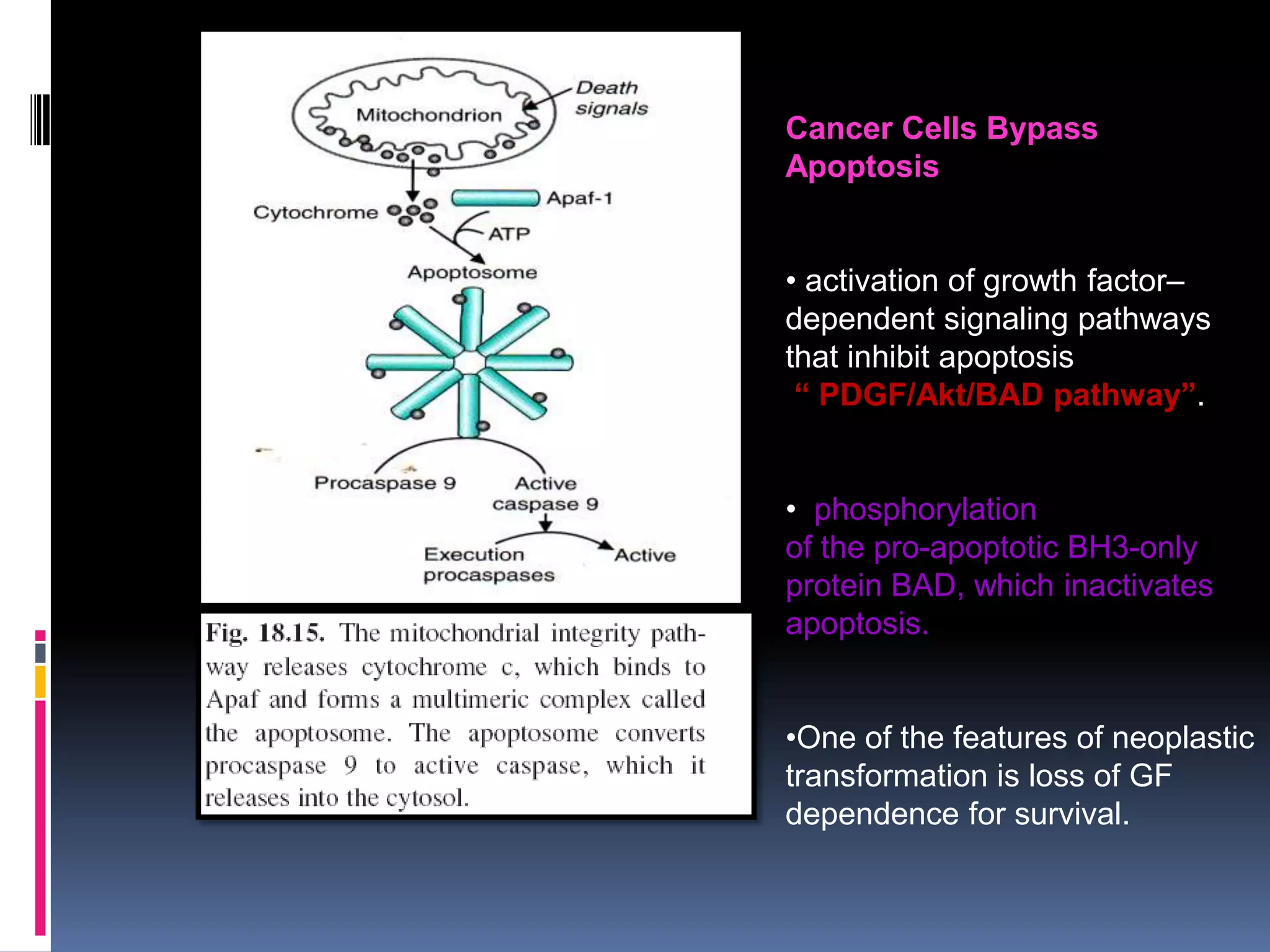 Cancer Cells Bypass
Apoptosis
• activation of growth factor–
dependent signaling pathways
that inhibit apoptosis
“ PDGF/Akt/BAD pathway”.
• phosphorylation
of the pro-apoptotic BH3-only
protein BAD, which inactivates
apoptosis.
•One of the features of neoplastic
transformation is loss of GF
dependence for survival.
 