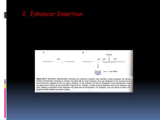 2. Enhancer Insertion
 