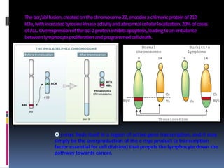 Thebcr/ablfusion,createdonthechromosome22,encodesachimericproteinof210
kDa,withincreasedtyrosinekinaseactivityandabnormalcellularlocalization.20%ofcases
ofALL.Overexpressionofthebcl-2proteininhibitsapoptosis,leadingtoanimbalance
betweenlymphocyteproliferationandprogrammedcelldeath.
 c-myc finds itself in a region of active gene transcription, and it may
simply be the overproduction of the c-myc product (a transcription
factor essential for cell division) that propels the lymphocyte down the
pathway towards cancer.
 