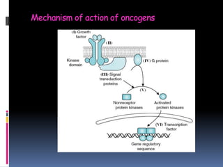 Mechanism of action of oncogens
 