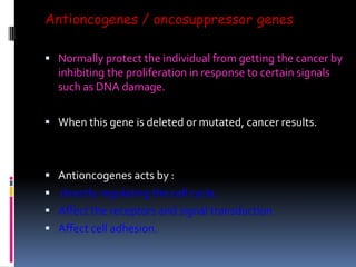 Antioncogenes / oncosuppressor genes
 Normally protect the individual from getting the cancer by
inhibiting the proliferation in response to certain signals
such as DNA damage.
 When this gene is deleted or mutated, cancer results.
 Antioncogenes acts by :
 directly regulating the cell cycle.
 Affect the receptors and signal transduction
 Affect cell adhesion.
 