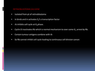 RETINOBLASTOMA (rb) GENE
 Isolated from pt of retinoblastoma
 In binds and in activates E2F a transcription factor
 rb inhibits cell cycle at G1phase.
 Cyclin D inactivates Rb which is normal mechanism to over come G1 arrest by Rb.
 Certain tumour antigens combine with rb
 So Rb cannot inhibit cell cycle leading to continuous cell division cancer.
 