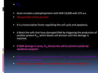  P53
 Gene encodes a phosphoprotein with MW 53,000 with 375 a.a
 The guardian of the genome
 It is a transcription factor regulating the cell cycle and apoptosis.
 It block the cells that have damaged DNA by triggering the production of
another protein P21, which blocks cell division until the damage is
repaired.
 If DNA damage is serve, P53 directs the cell to commit suicide by
apoptosis program
 Most tumors have a complete absence of P53 ,other show mutation that
lead to non function P53
 Inheritance of a mutation in p53 leads to Li-Fraumeni syndrome.
 