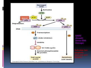 GADD
(Growth
Arrest DNA
Damage)
Activates two
apoptotic
gene bax and
IGFBP3
 