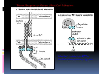 Tumor Suppressor Genes affect Cell Adhesion
Inherited mutation in APC –
familial adenomatosis polyposis
 