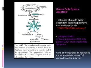 Cancer Cells Bypass
Apoptosis
• activation of growth factor–
dependent signaling pathways
that inhibit apoptosis
“ PDGF/Akt/BAD pathway”.
• phosphorylation
of the pro-apoptotic BH3-only
protein BAD, which inactivates
apoptosis.
•One of the features of neoplastic
transformation is loss of GF
dependence for survival.
 