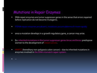 Mutations in Repair Enzymes
 DNA repair enzymes are tumor suppressor genes in the sense that errors repaired
before replication do not become mutagenic.
 If DNA repair enzymes are absent, mutations accumulate much more rapidly
 once a mutation develops in a growth regulatory gene, a cancer may arise.
 Ex: inherited mutations in the tumor suppressor genes brca1 and brca2 predispose
women to the development of breast cancer.
 HNPCC (hereditary non-polyposis colon cancer) – due to inherited mutations in
enzymes involved in the DNA mismatch repair system.
 --
 