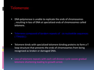 Telomerase
 DNA polymerase is unable to replicate the ends of chromosomes
, resulting in loss of DNA at specialized ends of chromosomes called
telomere.
 Telomeres composed of tandem repeats of six nucleotide sequences
( TTAGGG )
 Telomere binds with specialized telomere binding proteins to form a T
loop structure that prevents the ends of chromosomes from being
recognized as broken or damaged DNA.
 Loss of telomere repeats with each cell division cycle causes gradual
telomere shortening leading to growth arrest.
 