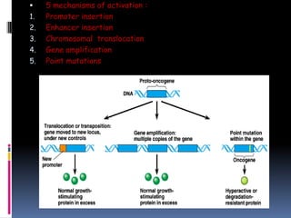  5 mechanisms of activation :
1. Promoter insertion
2. Enhancer insertion
3. Chromosomal translocation
4. Gene amplification
5. Point mutations
 