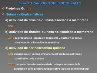  Proteínas G: ras
 Quinasa citoplasmáticas
a) actividad de tirosina-quinasa asociada a membrana
src
b) actividad de tirosina-quinasa no asociada a membrana
abl: su producto se localiza en citoplasma y núcleo y se activa
translocación o inserción de retrovirus
c) actividad de serina/treonina-quinasa
raf: mutaciones en la zona amino terminal producen activación
constitutiva de la quinasa
mos: su poder transformante estaría dado por aumento de la
producción de la proteína (acción sobre tubulina de microtúbulos)
Clase 3. TRANSDUCTORES DE SEÑALES
 