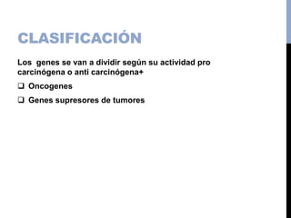 CLASIFICACIÓN
Los genes se van a dividir según su actividad pro
carcinógena o anti carcinógena+
 Oncogenes
 Genes supresores de tumores
 