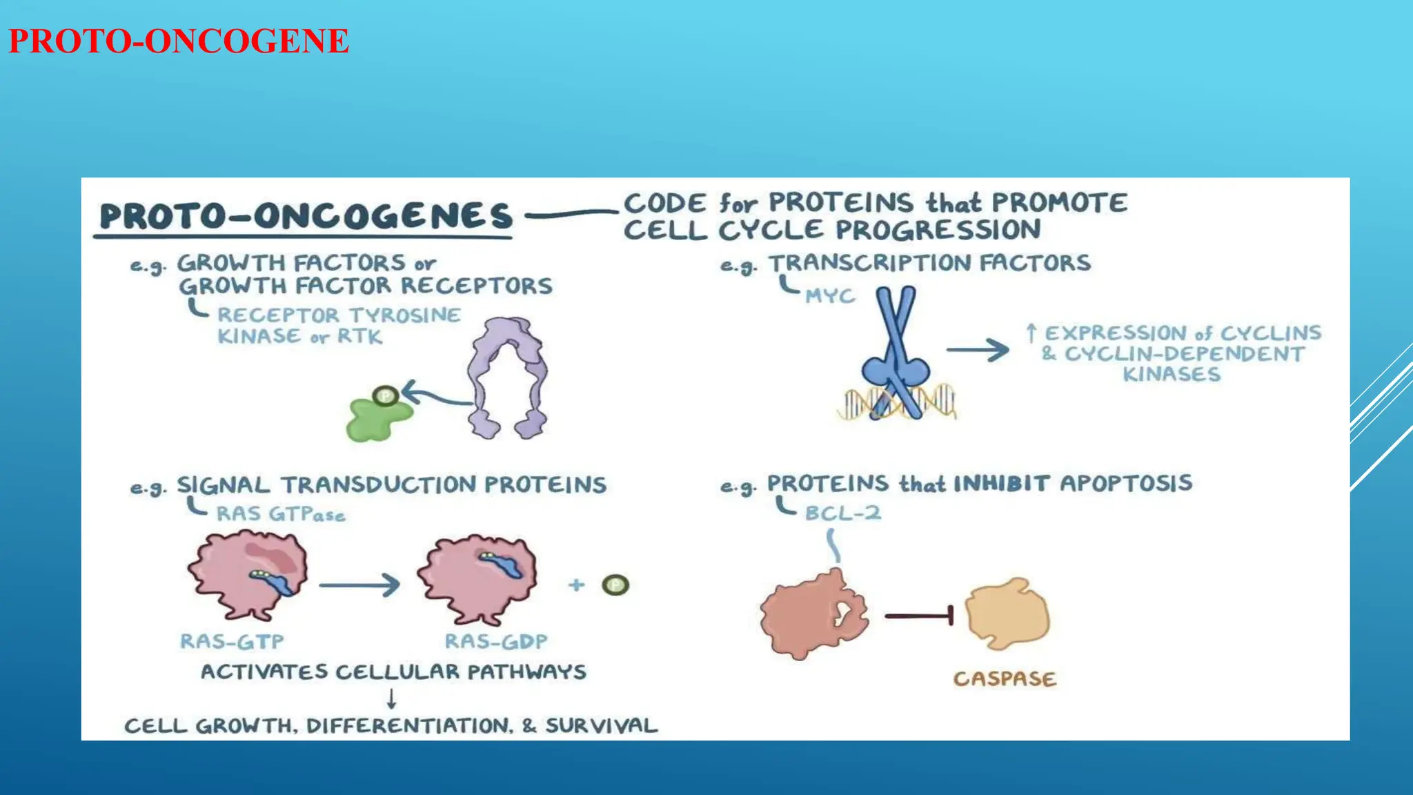 Oncogenes and proto oncogenes , cancer related topic | PPTX | Cancer ...