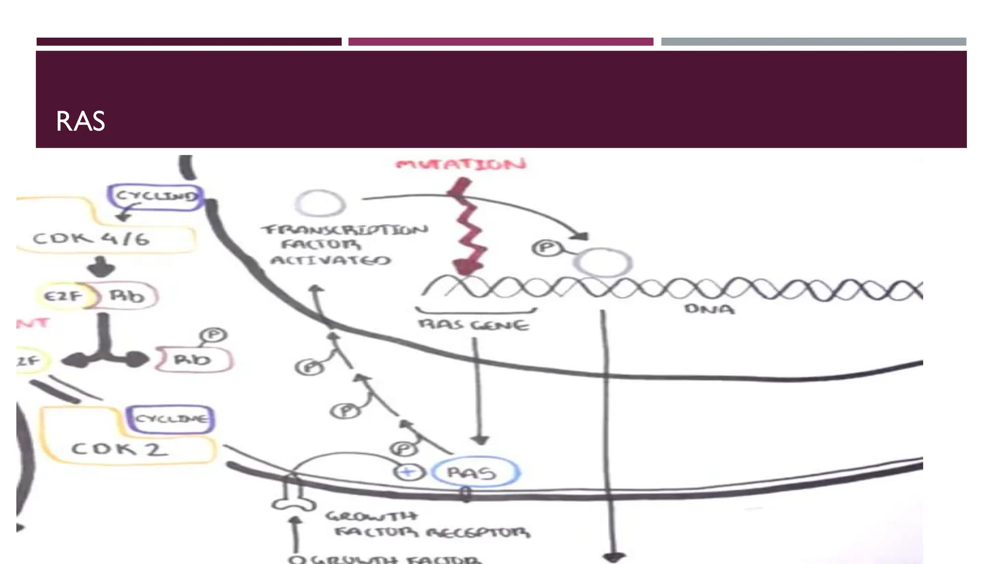 Pharmacology of oncogenes and tumor suppressor genes.pdf