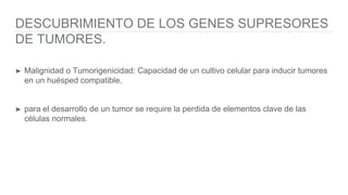 DESCUBRIMIENTO DE LOS GENES SUPRESORES
DE TUMORES.
➤ Malignidad o Tumorigenicidad: Capacidad de un cultivo celular para inducir tumores
en un huésped compatible.
➤ para el desarrollo de un tumor se require la perdida de elementos clave de las
células normales.
 