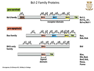 Oncogenes | PPTX