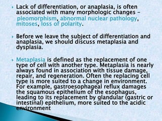  Lack of differentiation, or anaplasia, is often 
associated with many morphologic changes – 
pleomorphism, abnormal nuclear pathology, 
mitoses, loss of polarity. 
 Before we leave the subject of differentiation and 
anaplasia, we should discuss metaplasia and 
dysplasia. 
 Metaplasia is defined as the replacement of one 
type of cell with another type. Metaplasia is nearly 
always found in association with tissue damage, 
repair, and regeneration. Often the replacing cell 
type is more suited to a change in environment. 
For example, gastroesophageal reflux damages 
the squamous epithelium of the esophagus, 
leading to its replacement by glandular (gastric or 
intestinal) epithelium, more suited to the acidic 
environment 
 
