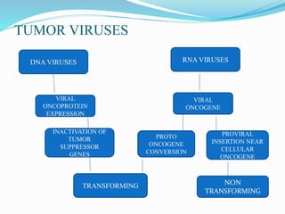 TUMOR VIRUSES
DNA VIRUSES RNA VIRUSES
VIRAL
ONCOPROTEIN
EXPRESSION
VIRAL
ONCOGENE
PROTO
ONCOGENE
CONVERSION
PROVIRAL
INSERTION NEAR
CELLULAR
ONCOGENE
TRANSFORMING NON
TRANSFORMING
INACTIVATION OF
TUMOR
SUPPRESSOR
GENES
 