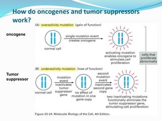 How do oncogenes and tumor suppressors
work?
oncogene
Tumor
suppressor
 