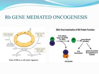 Rb GENE MEDIATED ONCOGENESIS
 