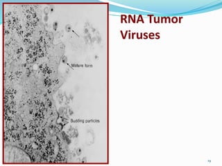 19
RNA Tumor
Viruses
 