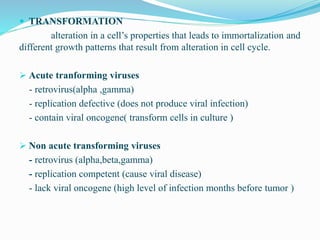  TRANSFORMATION
alteration in a cell’s properties that leads to immortalization and
different growth patterns that result from alteration in cell cycle.
 Acute tranforming viruses
- retrovirus(alpha ,gamma)
- replication defective (does not produce viral infection)
- contain viral oncogene( transform cells in culture )
 Non acute transforming viruses
- retrovirus (alpha,beta,gamma)
- replication competent (cause viral disease)
- lack viral oncogene (high level of infection months before tumor )
 