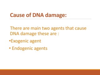 Cause of DNA damage:
There are main two agents that cause
DNA damage these are :
•Exogenic agent
• Endogenic agents
 
