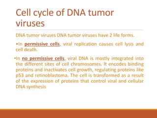 Cell cycle of DNA tumor
viruses
DNA tumor viruses DNA tumor viruses have 2 life forms.
•In permissive cells, viral replication causes cell lysis and
cell death.
•In no permissive cells, viral DNA is mostly integrated into
the different sites of cell chromosomes. It encodes binding
proteins and inactivates cell growth, regulating proteins like
p53 and retinoblastoma. The cell is transformed as a result
of the expression of proteins that control viral and cellular
DNA synthesis
 