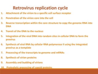 1. Attachment of the virion to a specific cell surface receptor
2. Penetration of the virion core into the cell
3. Reverse transcription within the core structure to copy the genome RNA into
DNA
4. Transit of the DNA to the nucleus
5. Integration of the viral DNA into random sites in cellular DNA to form the
provirus
6. Synthesis of viral RNA by cellular RNA polymerase II using the integrated
provirus as a template
7. Processing of the transcripts to genome and mRNAs
8. Synthesis of virion proteins
9. Assembly and budding of virions
10. Proteolytic processing of capsid proteins
Retrovirus replication cycle
 