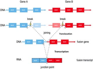 Translocation
Transcription
 