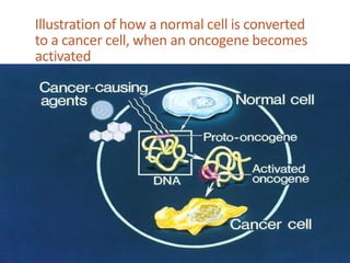 Illustration of how a normal cell is converted
to a cancer cell, when an oncogene becomes
activated
 