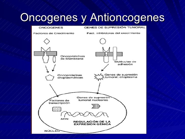 Oncogenes Y Antioncogenes 2008