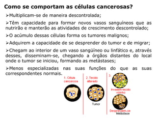 Como se comportam as células cancerosas?
⮚Multiplicam-se de maneira descontrolada;
⮚Têm capacidade para formar novos vasos sanguíneos que as
nutrirão e manterão as atividades de crescimento descontrolado;
⮚O acúmulo dessas células forma os tumores malignos;
⮚Adquirem a capacidade de se desprender do tumor e de migrar;
⮚Chegam ao interior de um vaso sangüíneo ou linfático e, através
desses, disseminam-se, chegando a órgãos distantes do local
onde o tumor se iniciou, formando as metástases;
⮚Menos especializadas nas suas funções do que as suas
correspondentes normais.
 