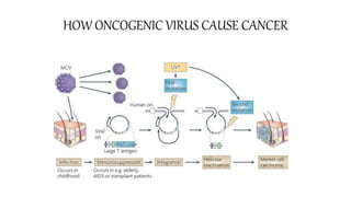 HOW ONCOGENIC VIRUS CAUSE CANCER
 