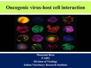 Oncogenic virus-host cell interaction
Mousumi Bora
P-1893
Division of Virology
Indian Veterinary Research Institute
 