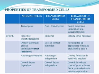 PROPERTIES OF TRANSFORMED CELLS
NORMAL CELLS TRANSFORMED
CELLS
BEHAVIOUR OF
TRANSFORMED
CELLS
Tumorigenic Non - Tumorigenic Forms tumors on
inoculation into
susceptible hosts
Growth Finite life
span(Senescence)
Immortal Infinite serial passsages
Density dependent
growth
inhibition(contact
inhibition)
Loss of contact
inhibition
Focus (piled up
appearance of focally
proliferative cells )
Anchorage dependent Anchorage
independent
Colony formation in
semisolid medium
Growth factor
dependent
Growth factor
independent
Growth in reduced
conc.of growth factors
DNA synthesis despite
nutrient deprivation
 