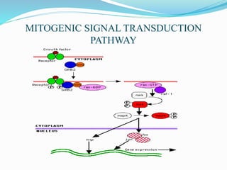 MITOGENIC SIGNAL TRANSDUCTION
PATHWAY
 