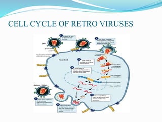 CELL CYCLE OF RETRO VIRUSES
 