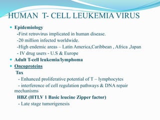 HUMAN T- CELL LEUKEMIA VIRUS
 Epidemiology
-First retrovirus implicated in human disease.
-20 million infected worldwide.
-High endemic areas – Latin America,Caribbean , Africa ,Japan
- IV drug users - U.S & Europe
 Adult T-cell leukemia/lymphoma
 Oncoproteins
Tax
- Enhanced proliferative potential of T – lymphocytes
- interference of cell regulation pathways & DNA repair
mechanisms
HBZ (HTLV 1 Basic leucine Zipper factor)
- Late stage tumorigenesis
 