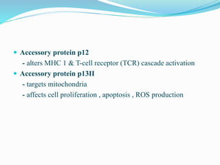  Accessory protein p12
- alters MHC 1 & T-cell receptor (TCR) cascade activation
 Accessory protein p13II
- targets mitochondria
- affects cell proliferation , apoptosis , ROS production
 