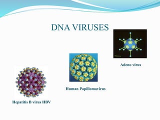 DNA VIRUSES
Hepatitis B virus HBV
Human Papillomavirus
Adeno virus
 