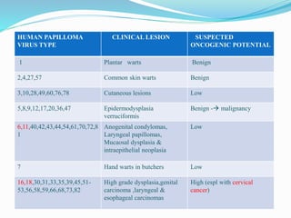 HUMAN PAPILLOMA
VIRUS TYPE
CLINICAL LESION SUSPECTED
ONCOGENIC POTENTIAL
1 Plantar warts Benign
2,4,27,57 Common skin warts Benign
3,10,28,49,60,76,78 Cutaneous lesions Low
5,8,9,12,17,20,36,47 Epidermodysplasia
verruciformis
Benign - malignancy
6,11,40,42,43,44,54,61,70,72,8
1
Anogenital condylomas,
Laryngeal papillomas,
Mucaosal dysplasia &
intraepithelial neoplasia
Low
7 Hand warts in butchers Low
16,18,30,31,33,35,39,45,51-
53,56,58,59,66,68,73,82
High grade dysplasia,genital
carcinoma ,laryngeal &
esophageal carcinomas
High (espl with cervical
cancer)
 