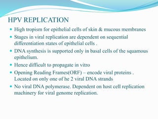 HPV REPLICATION
 High tropism for epithelial cells of skin & mucous membranes
 Stages in viral replication are dependent on sequential
differentiation states of epithelial cells .
 DNA synthesis is supported only in basal cells of the squamous
epithelium.
 Hence difficult to propagate in vitro
 Opening Reading Frames(ORF) – encode viral proteins .
Located on only one of he 2 viral DNA strands
 No viral DNA polymerase. Dependent on host cell replication
machinery for viral genome replication.
 