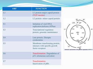 ORF FUNCTION
L1 L1 protein-major capsid protein
(VLP vaccine)
L2 L2 protein- minor capsid protein
E1 Initiation of viral DNA
replication,helicase,ATPase
E2 Trancriptional regulatory
protein, genomic maintenance
E4 Late protein. Disrupts
cytokeratins
E5 Membrane transforming protein,
interacts with specific growth
factor receptors
E6 Transformation. Degradation of
p53, telomerase activation
E7 Transformation.
Inactivation of pRb .
 
