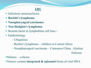 EBV
 Infectious mononucleosis
 Burkitt’s lymphoma
 Nasopharyngeal carcinoma
 Non Hodgkin’s lymphoma
 Remain latent in lymphoblast cell lines -
 Epidemiology
- Ubiquitous
- Burkitt’s lymphoma – children in Central Africa
- Nasopharyngeal carcinoma – Cantonese China , Alaskan
Eskimos
Malaria - cofactor
Tumors contain integrated & episomal forms of viral DNA
 