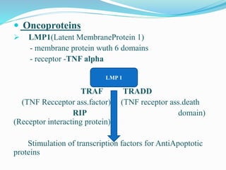  Oncoproteins
 LMP1(Latent MembraneProtein 1)
- membrane protein wuth 6 domains
- receptor -TNF alpha
TRAF TRADD
(TNF Recceptor ass.factor) (TNF receptor ass.death
RIP domain)
(Receptor interacting protein)
Stimulation of transcription factors for AntiApoptotic
proteins
LMP 1
 