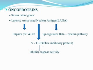  ONCOPROTEINS
- Seven latent genes
- Latency Associated Nuclear Antigen(LANA)
Impairs p53 & Rb up-regulates Beta – catenin pathway
V - FLIP(Flice inhibitory protein)
inhibits caspase activity
 