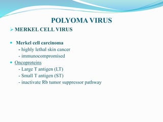 POLYOMA VIRUS
 MERKEL CELL VIRUS
 Merkel cell carcinoma
- highly lethal skin cancer
- immunocompromised
 Oncoproteins
- Large T antigen (LT)
- Small T antigen (ST)
- inactivate Rb tumor suppressor pathway
 